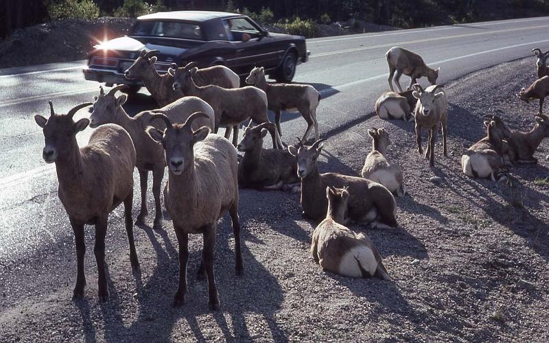 C Rockies 034 Sep-1981 Mtn Sheep.jpg